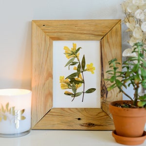 Gelbe Jessamine, Blume des Bundesstaates South Carolina | Druckreproduktion von gepressten Blumen | 100% Baumwolle Rag Papier | Botanisches Kunstwerk