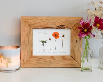 The Lifecycle Collection : orange cosmos | Print reproduction artwork of pressed flowers | 100% cotton rag paper | Botanical Scientific art