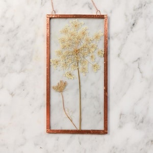 Real pressed flower wall hanging | queen anne&#39;s lace | 3x6&quot; glass with copper edging | botanical home decor