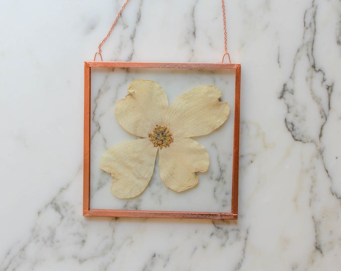 Real pressed flower wall hanging | dogwood | 4x4" glass with copper edging | botanical home decor