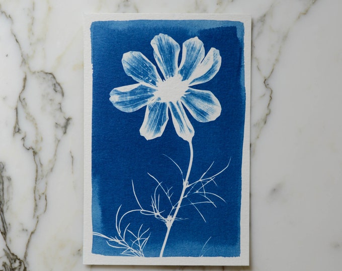Cosmo | Cyanotype Art, 4x6" Watercolor Paper | Sun Print, Blue Print, Botanical Art, Pressed Flowers, Photogram