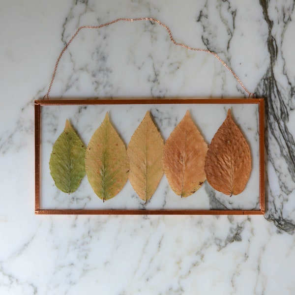 Real pressed flower wall hanging | beech spectrum | 4x8" glass with copper edging | botanical home decor