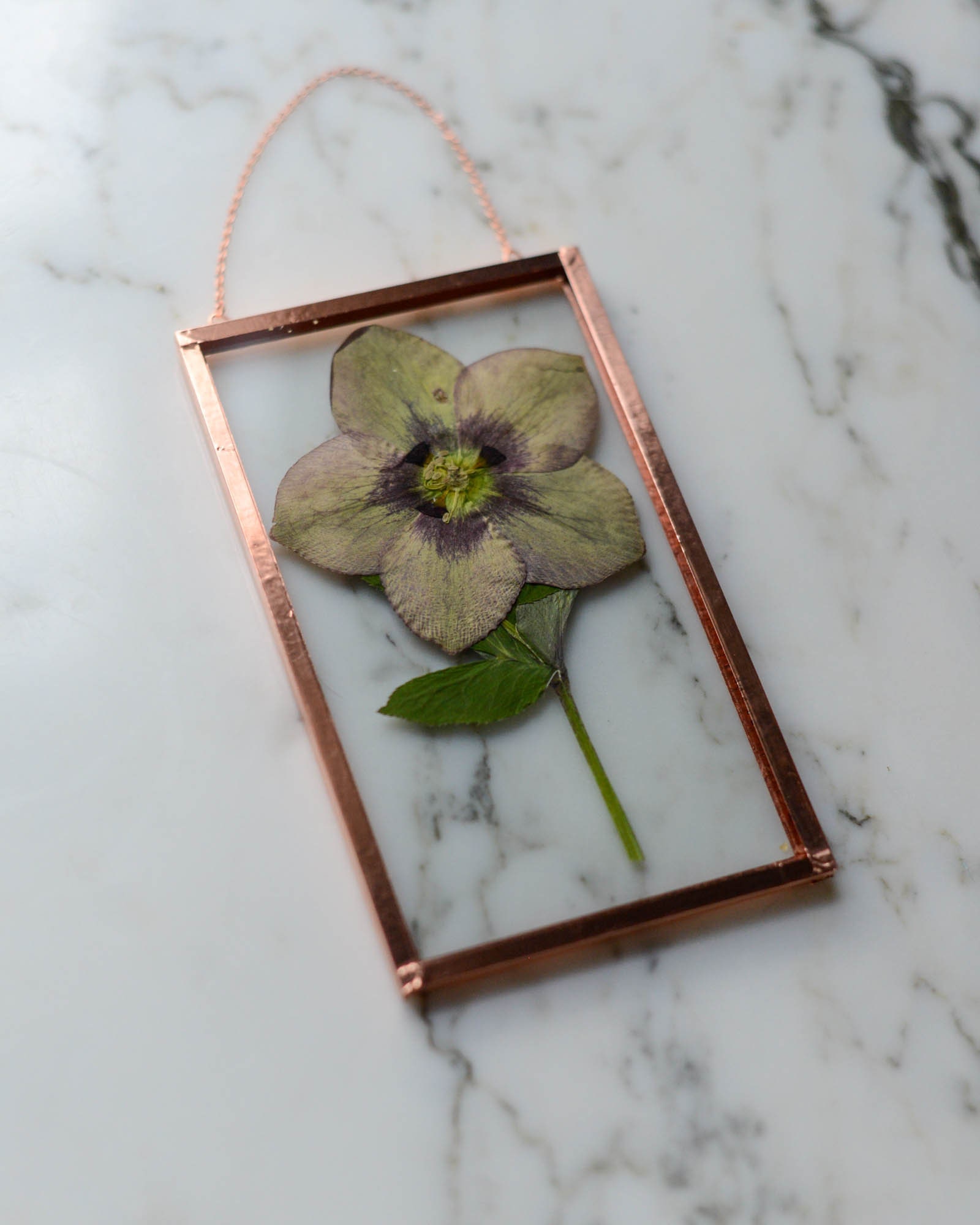 Real pressed flower wall hanging, hellebore, 3x5 glass with copper edging