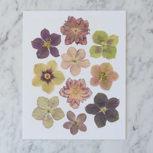 May include: A selection of pressed flowers in shades of purple, yellow, and green, displayed on a white surface. The flowers exhibit delicate petals and intricate patterns, highlighting their natural elegance. The arrangement is likely for decorative use.