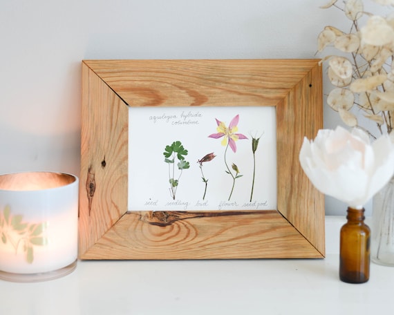 The Lifecycle Collection : Columbine | Print Reproduction Artwork