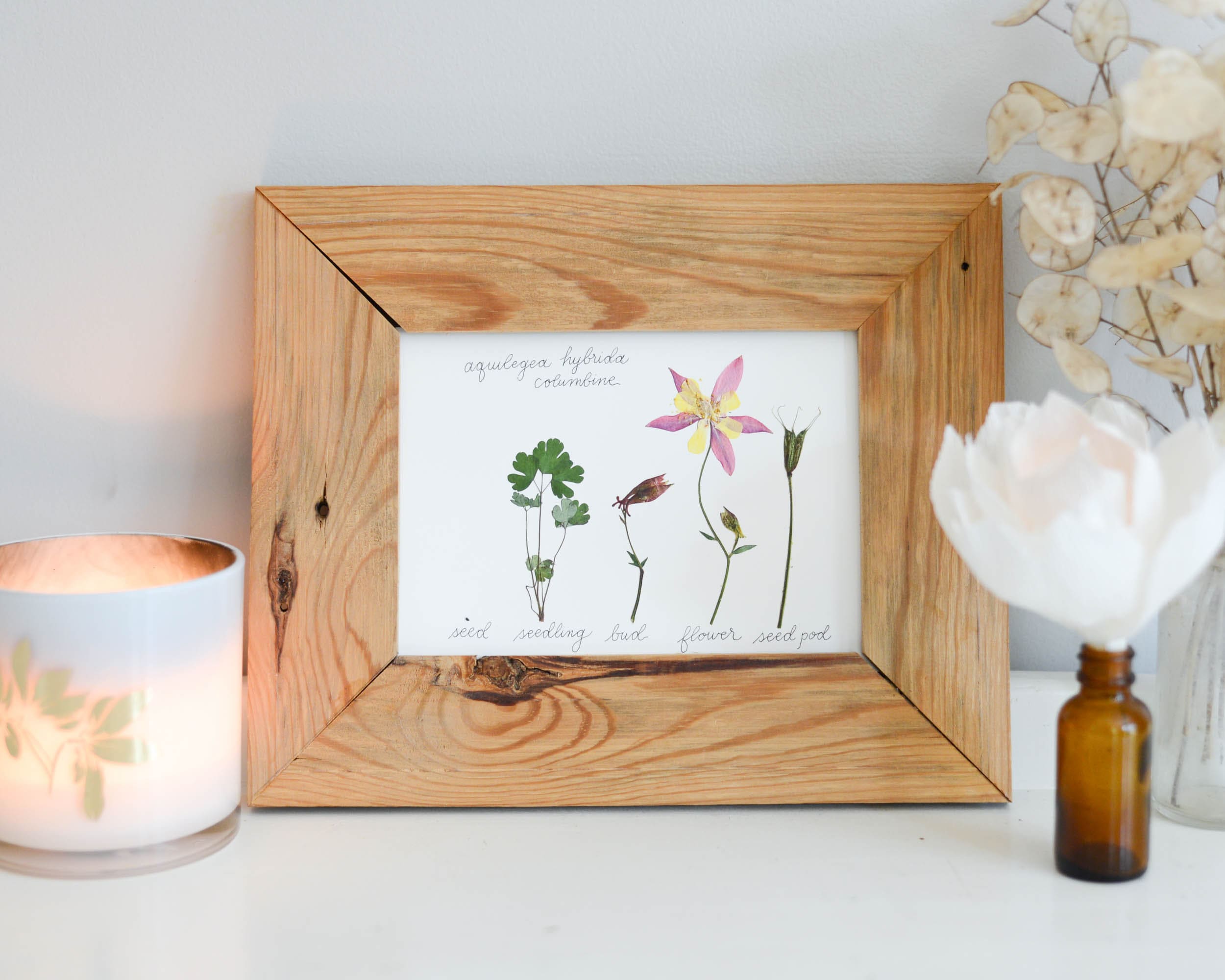 The Lifecycle Collection : Columbine | Print Reproduction Artwork