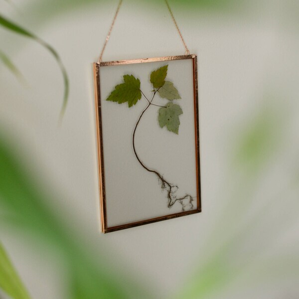 Real pressed plant wall hanging | maple tree seedling | 5x7" glass with copper edging | glass herbarium | botanical home decor