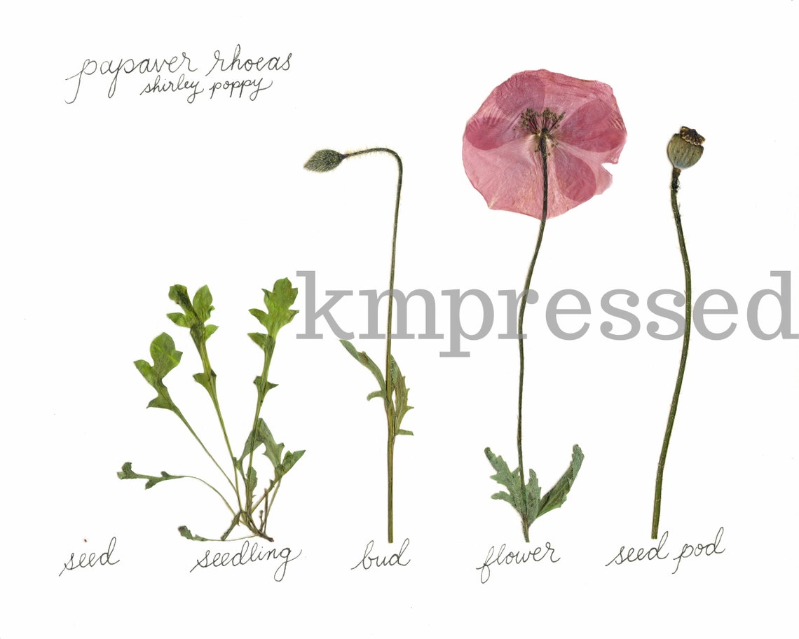 Poppy Life The Lifecycle Collection : Poppy | Print Reproduction Artwork of ...