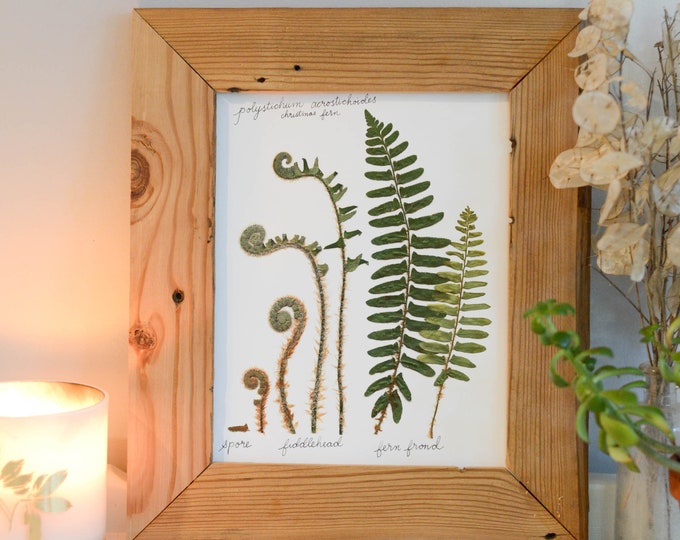 The Lifecycle Collection : Christmas Fern | Print reproduction artwork of pressed flowers | 100% cotton rag paper | Scientific art