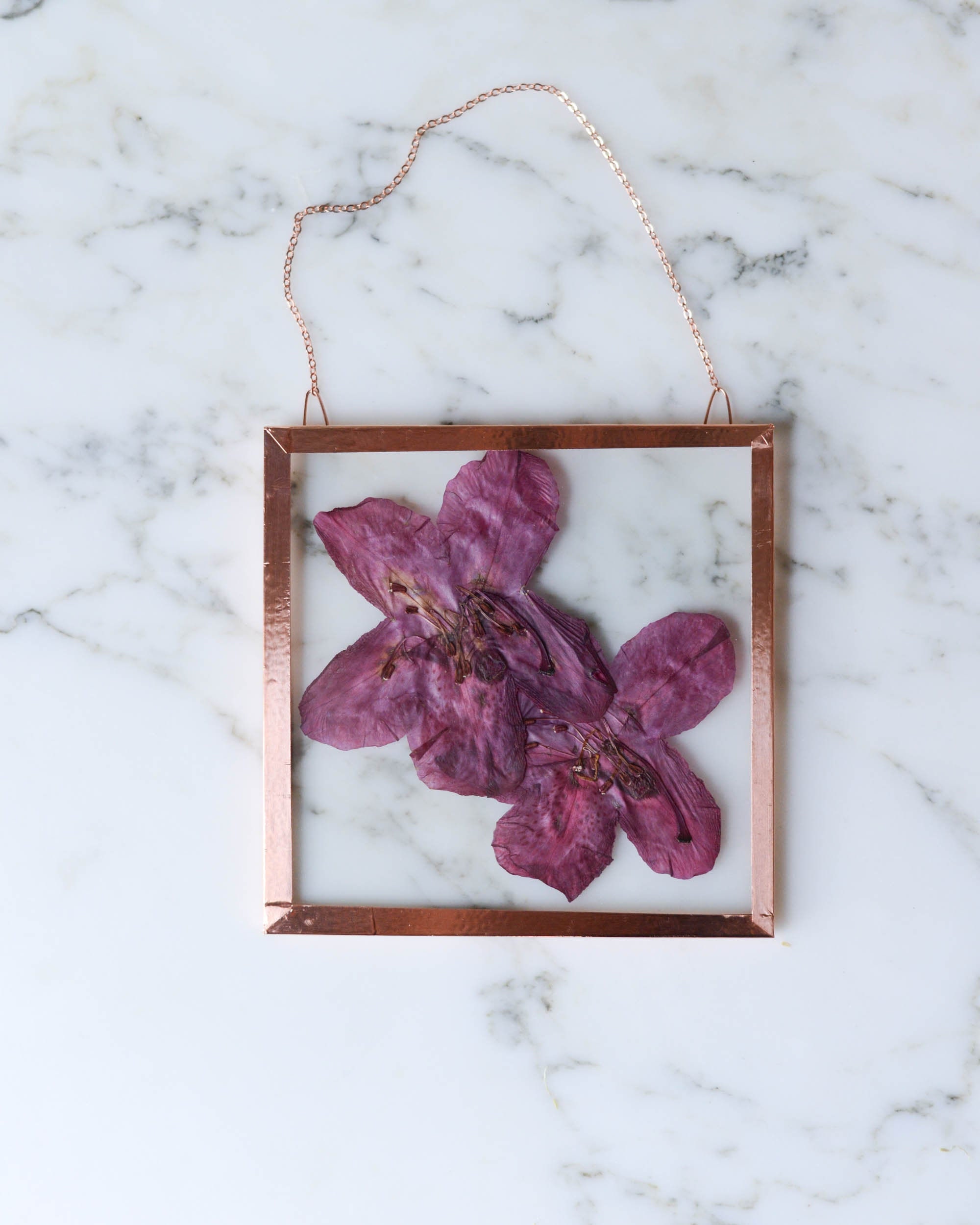 Real pressed flower wall hanging, hellebore, 4x6 glass with copper edging