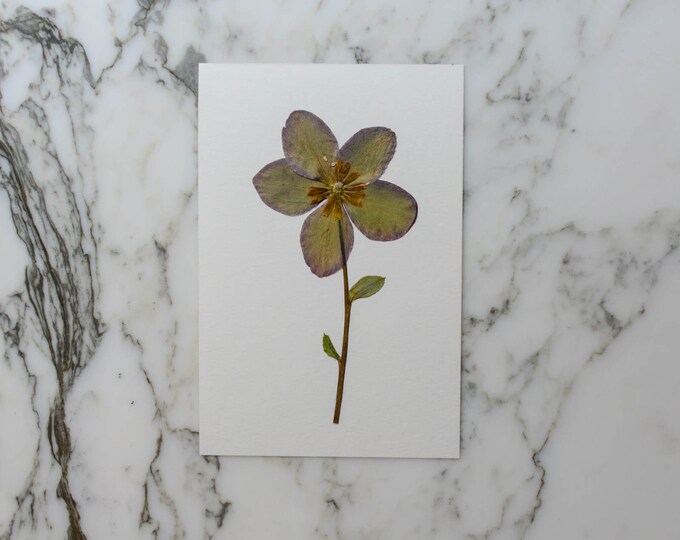 ORIGINAL : hellebore |  Real pressed flower artwork 4x6" | Botanical artwork