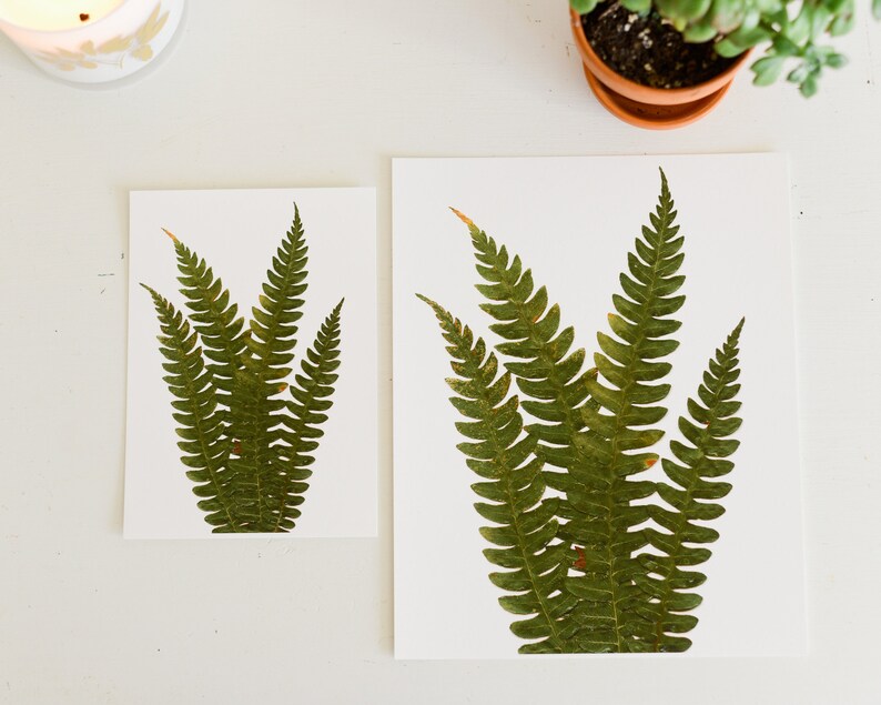 Cinnamon Fern Print Reproduction Artwork of Pressed Plants Etsy