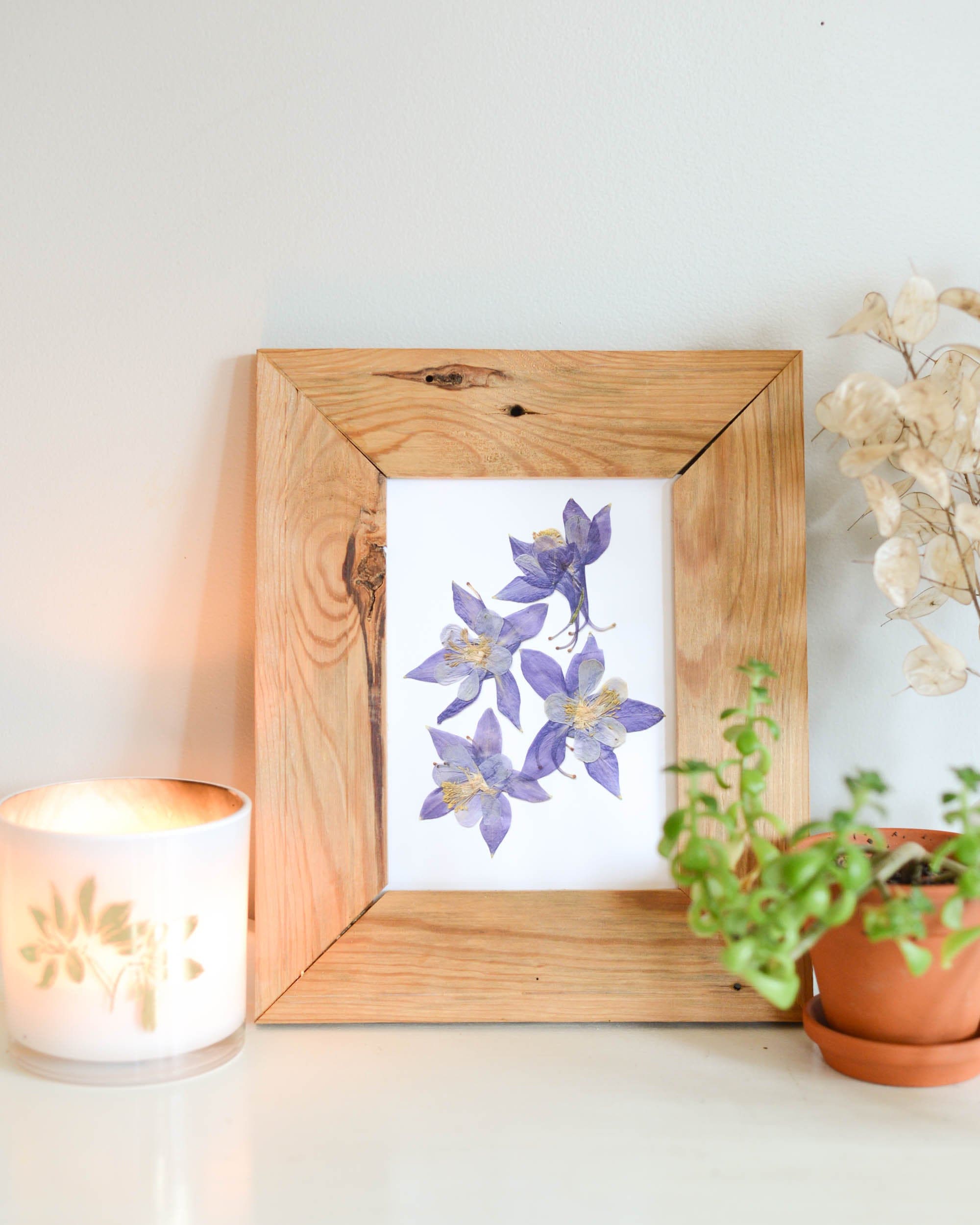 Columbine, Colorado State Flower | Print Reproduction Artwork of