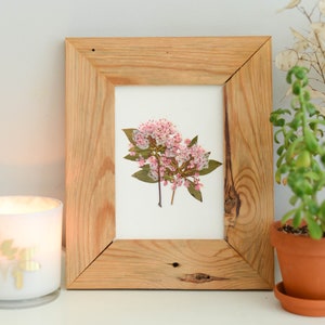 Mountain Laurel, PA, CT State Flower | Print reproduction artwork of pressed flowers | 100% cotton rag paper | Botanical artwork