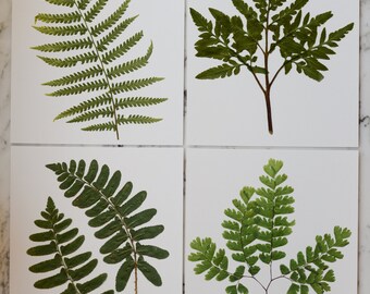 SET OF 4 | Print reproduction artworks of assorted pressed ferns, 8x10" | 100% cotton rag paper | Botanical artwork, Greenery