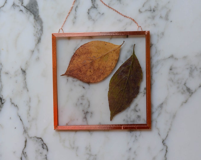 Real pressed leaf wall hanging | dogwood leaves | 4" square glass with copper edging | botanical home decor