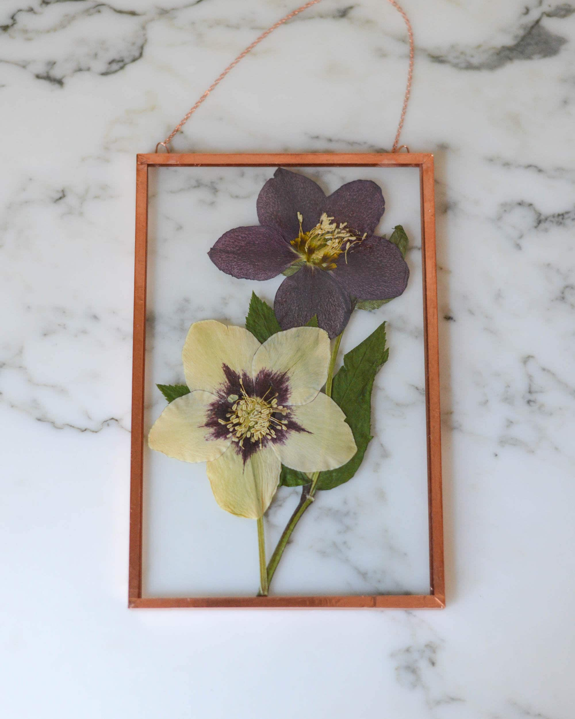 Real pressed flower wall hanging, hellebore, 4x6 glass with copper edging