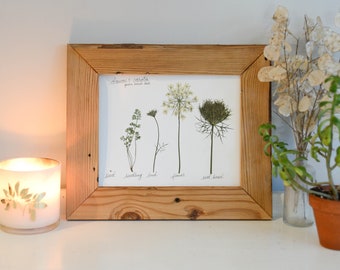 The Lifecycle Collection : Queen Anne's Lace | Print reproduction artwork of pressed flowers | 100% cotton rag paper | Scientific art