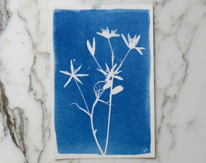 Star-of-Bethlehem Flower | Cyanotype Art, 4x6" Watercolor Paper | Sun Print, Blue Print, Botanical Art, Pressed Flowers, Photogram