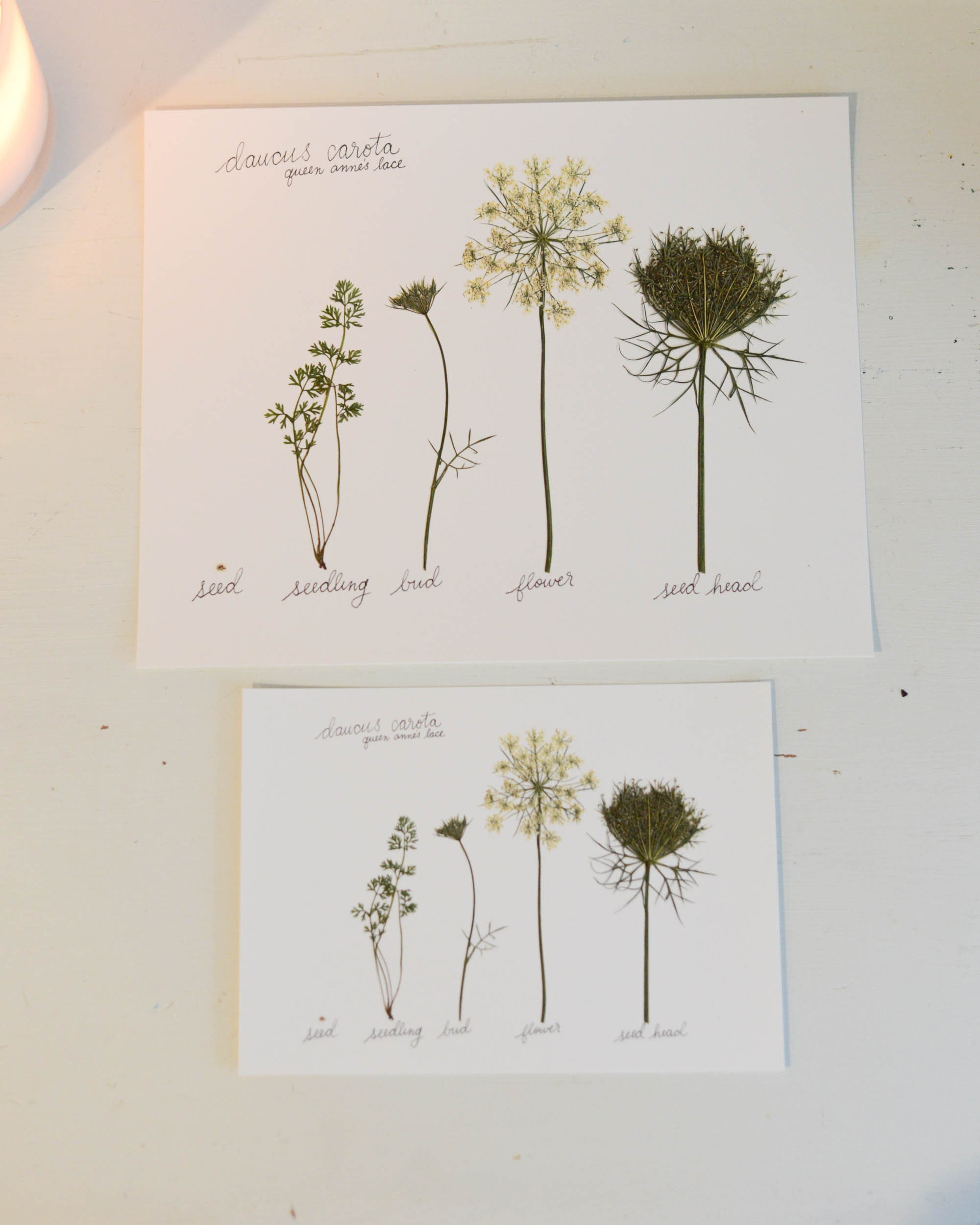 The Lifecycle Collection : Queen Anne's Lace | Print Reproduction Artwork  of Pressed Flowers | 100% Cotton Rag Paper | Scientific Art - Etsy Israel, image size:2000x2500