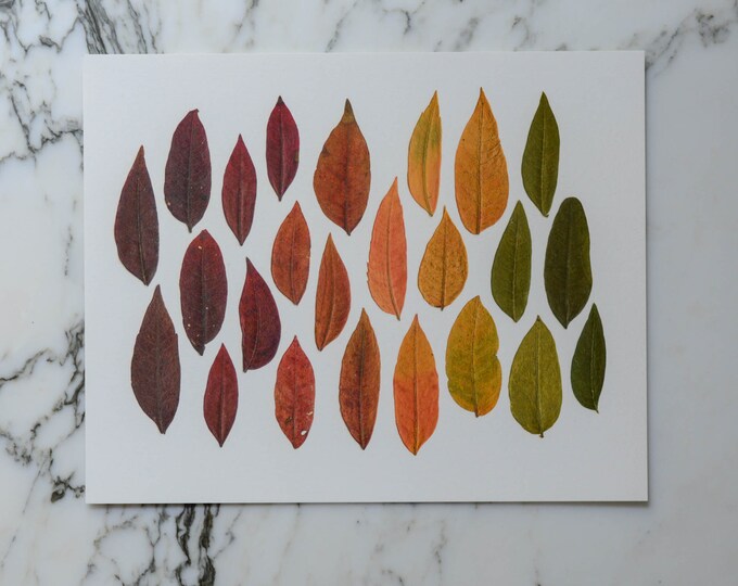 Gradient 24 | Print reproduction artwork of pressed autumn leaves | 100% cotton rag paper | Botanical artwork