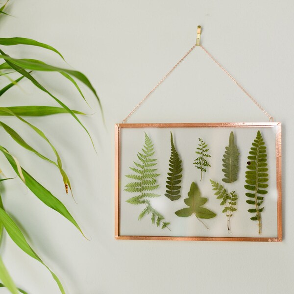 Real pressed plant wall hanging | collection of ferns | 5x7" glass with copper edging | glass herbarium | botanical home decor