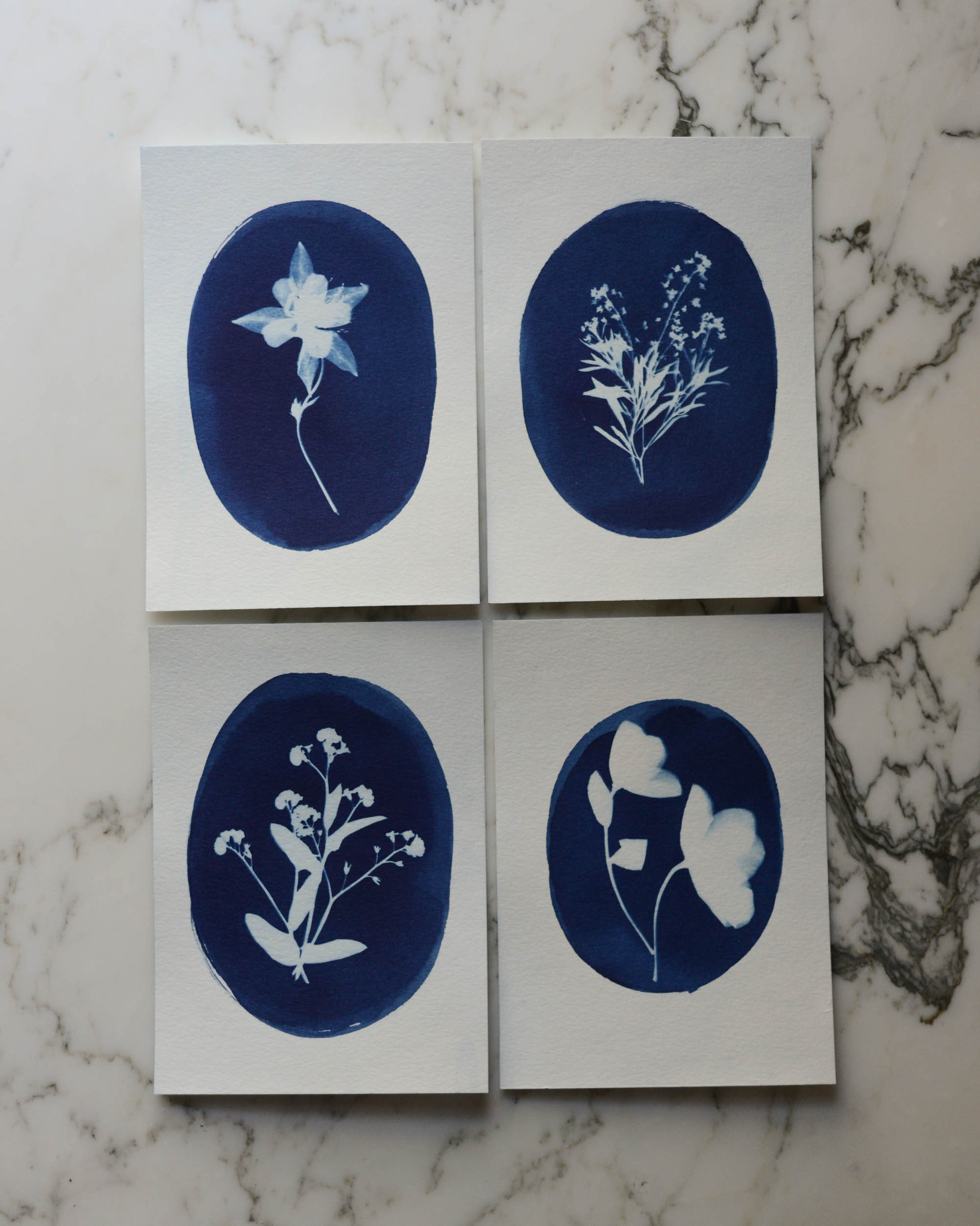 Cyanotype Kit, Solar Printing With Plants, Ferns, Flowers