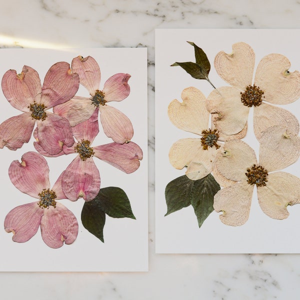 Set of Two | Flowering Dogwood, VA , NC State Flower | Print reproduction artwork of pressed flowers | 100% cotton rag paper | Botanical