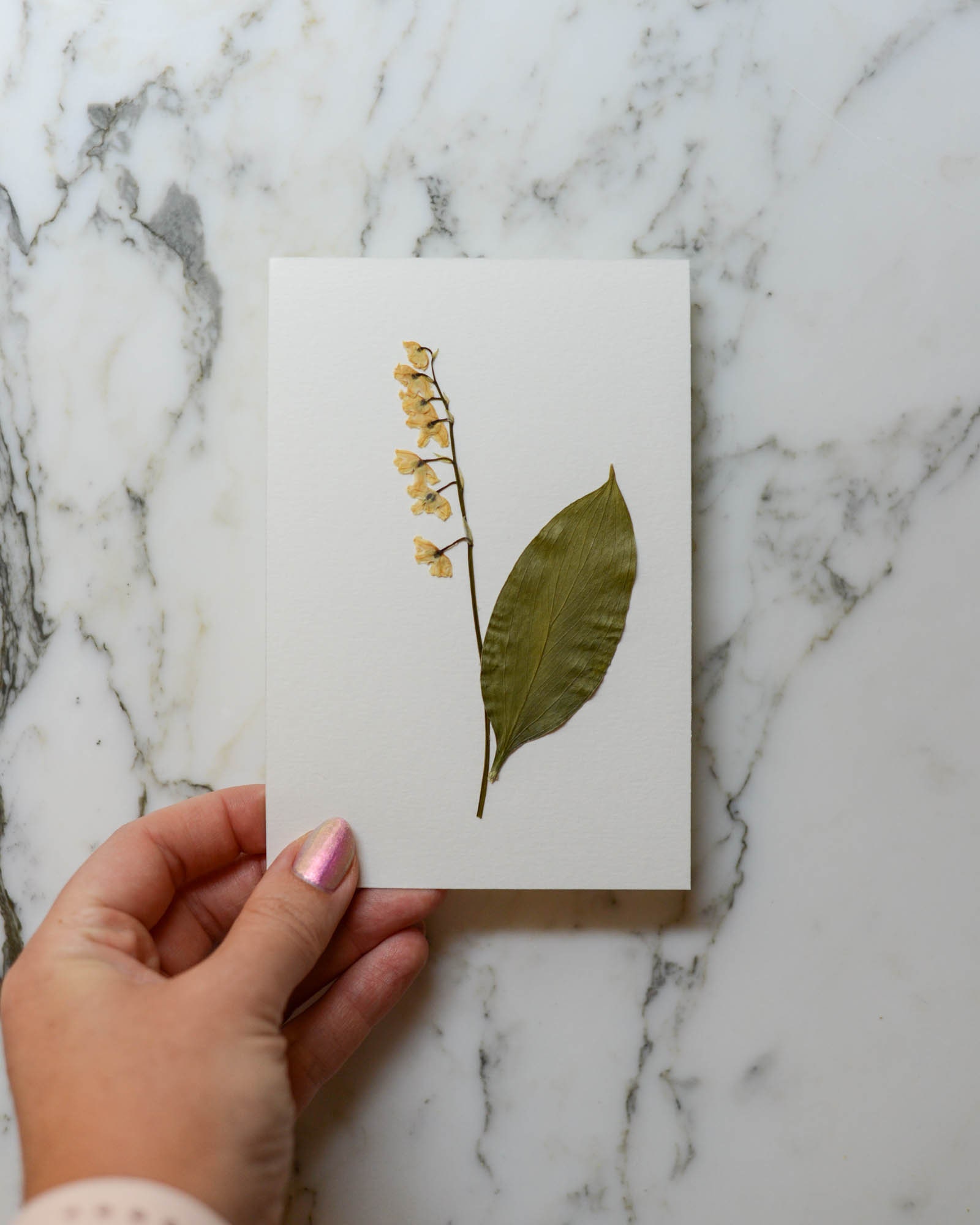 Lily of the Valley, Cyanotype Art, 4x6 Watercolor Paper