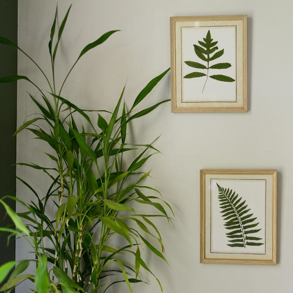 Set of 2 framed pressed ferns, Sensitive and Christmas fern | ready to hang | real greenery botanicals, vintage cottage style