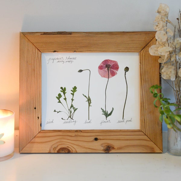 The Lifecycle Collection : Poppy | Print reproduction artwork of pressed flowers | 100% cotton rag paper | Botanical Scientific art