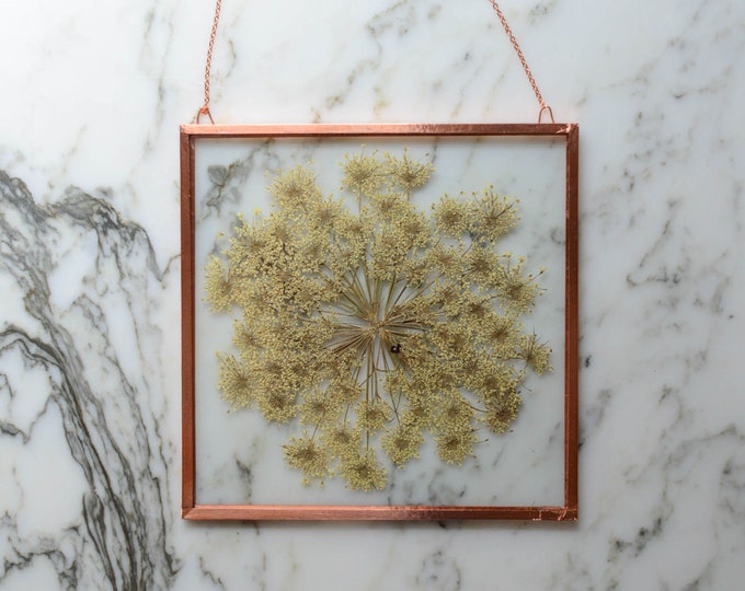 Real pressed flower wall hanging | queen anne's lace | 5x5" glass with copper edging | botanical home decor