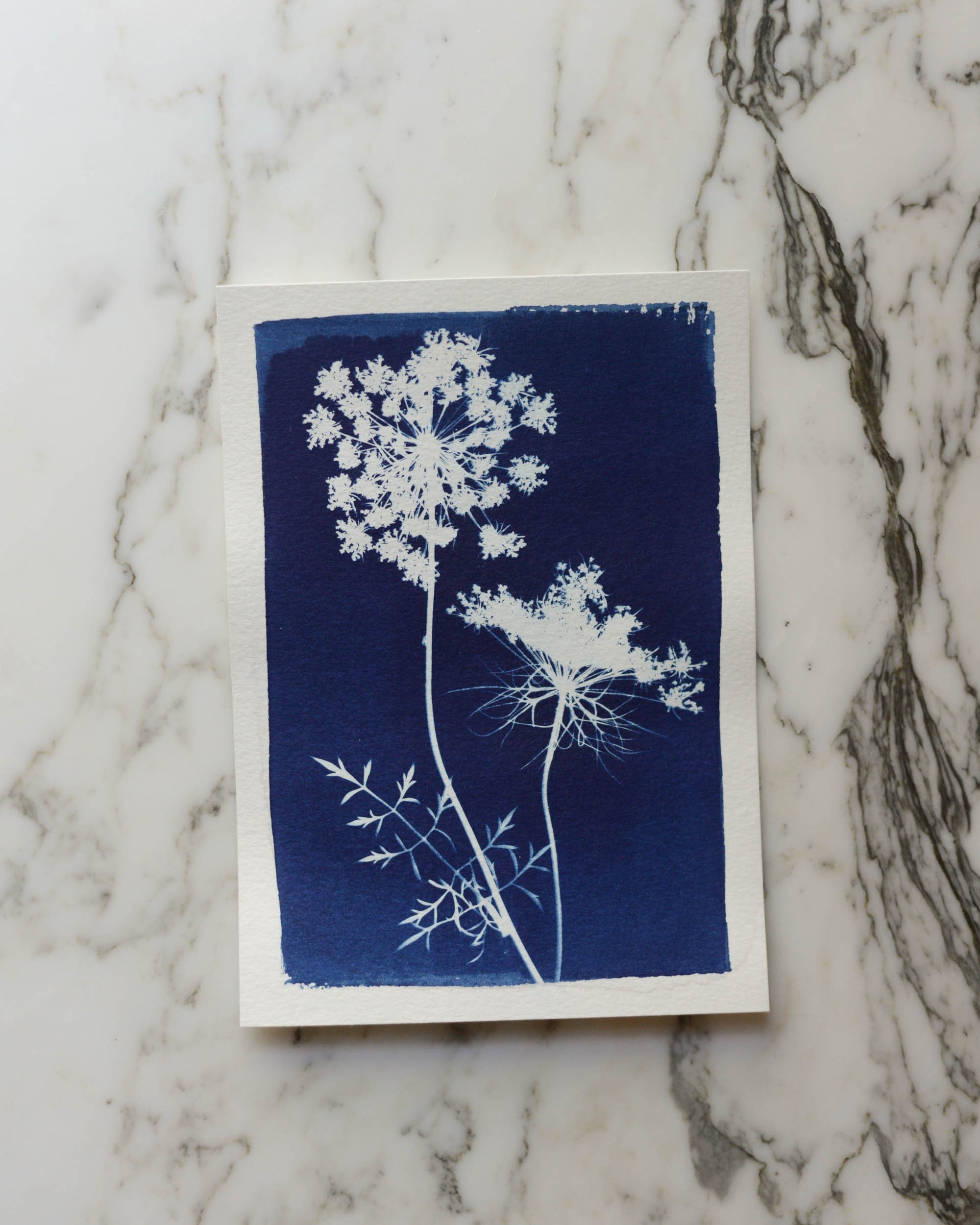 Queen Anne's Lace, Cyanotype Art, 5x7 Watercolor Paper