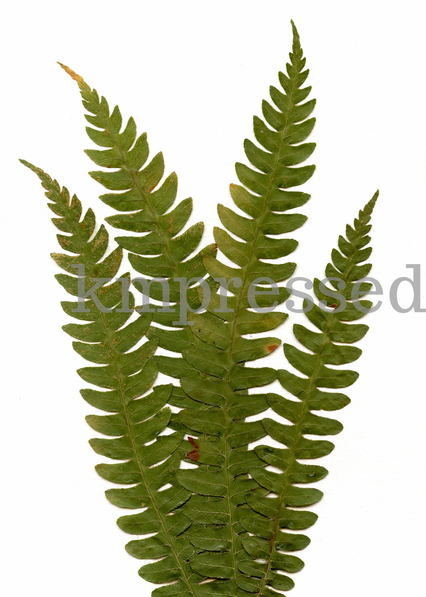 Cinnamon Fern Print reproduction artwork of pressed plants Etsy