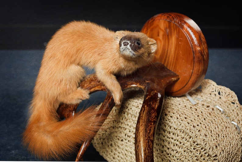 weasel stuffed animal