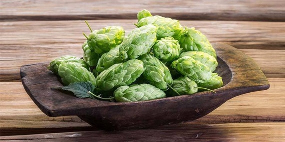 HOPS Beer Seeds Grow your OWN hops for Home Brew Brewing 50 Seed Count