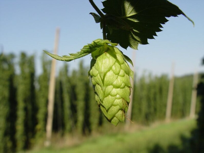 HOPS Seed Seeds Grow Your OWN Hops for Home Brew Brewing Beer - Etsy