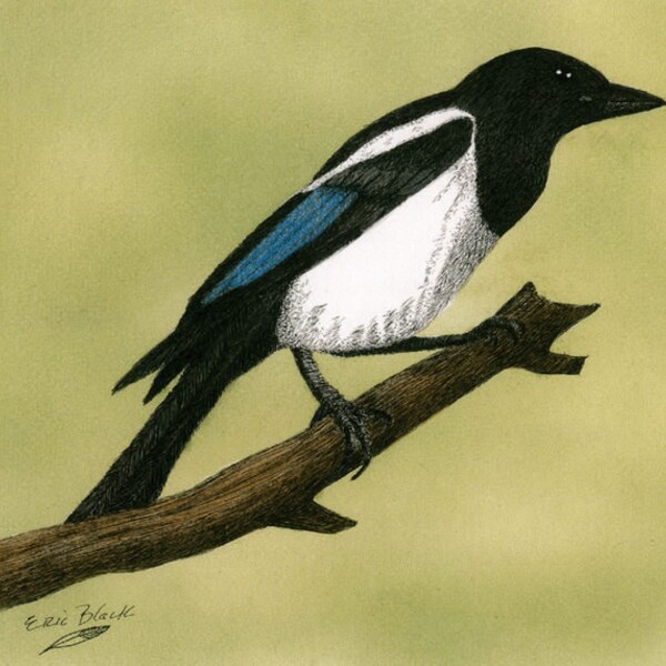 Magpie