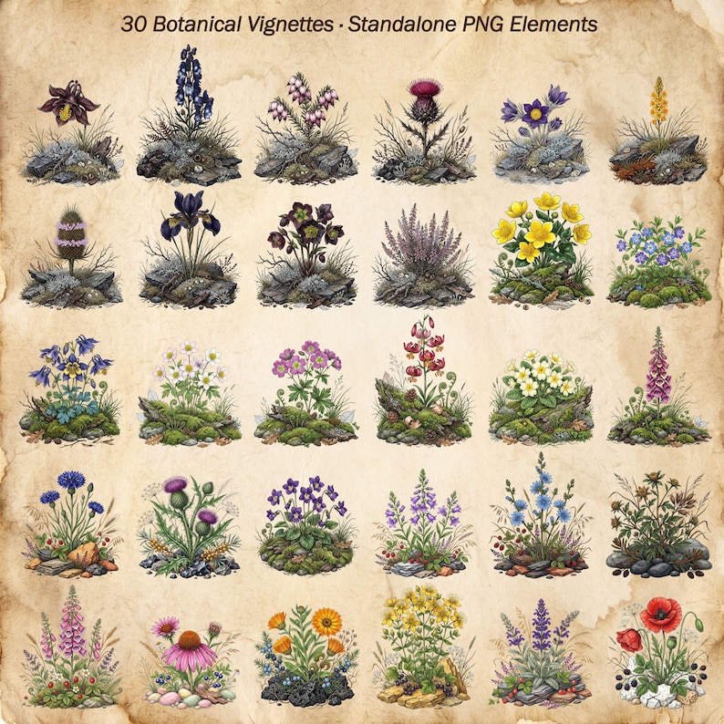 May include: A collection of 30 botanical vignettes titled 30 Botanical Vignettes - Standalone PNG Elements. The image displays various colorful flowers, including poppies, thistles, and daisies, each growing from small patches of moss and rocks.