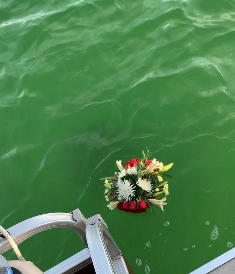Pu&ograve; includere: Un mazzo di fiori bianchi e rossi galleggia nell'acqua verde. I fiori sono disposti in forma circolare e sono circondati da foglie verdi.