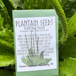May include: A packet of plantain seeds, Plantago Major, with a net weight of 5 grams and approximately 350-450 seeds. The light green packet is set against a backdrop of lush green leaves. Instructions are printed on the packet.