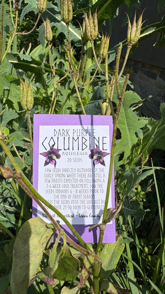 Dark Purple Columbine Seeds | 25 Seeds Per Packet | Pollinator Friendly Perennial