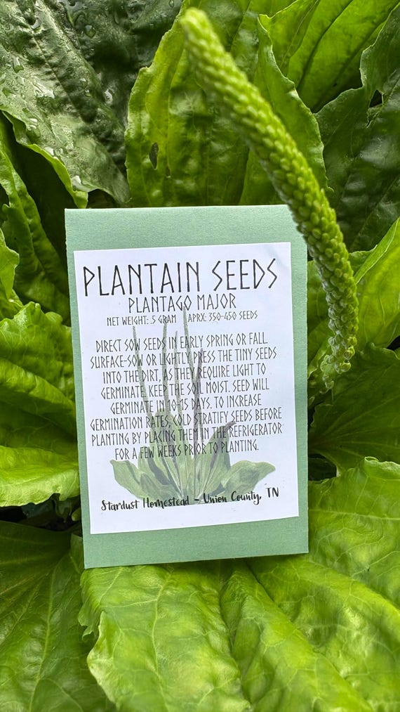 Organic Broadleaf Plantain Seeds (Plantago major) | Heirloom Herb Seed Packets