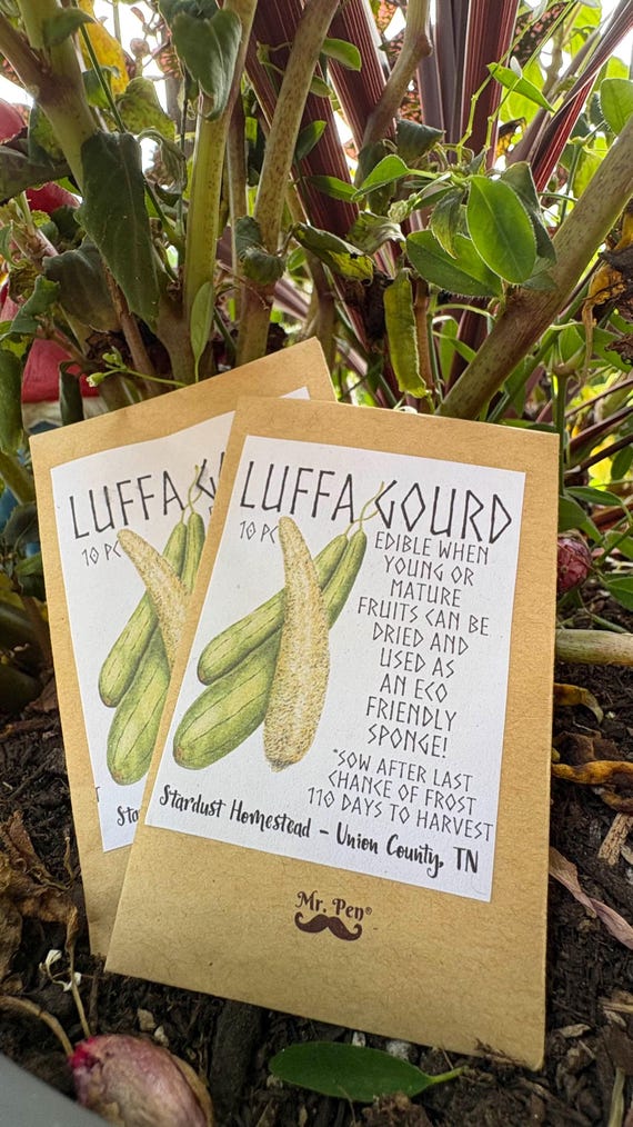 Organic Luffa Gourd Seeds – 10+ Non-GMO Seeds