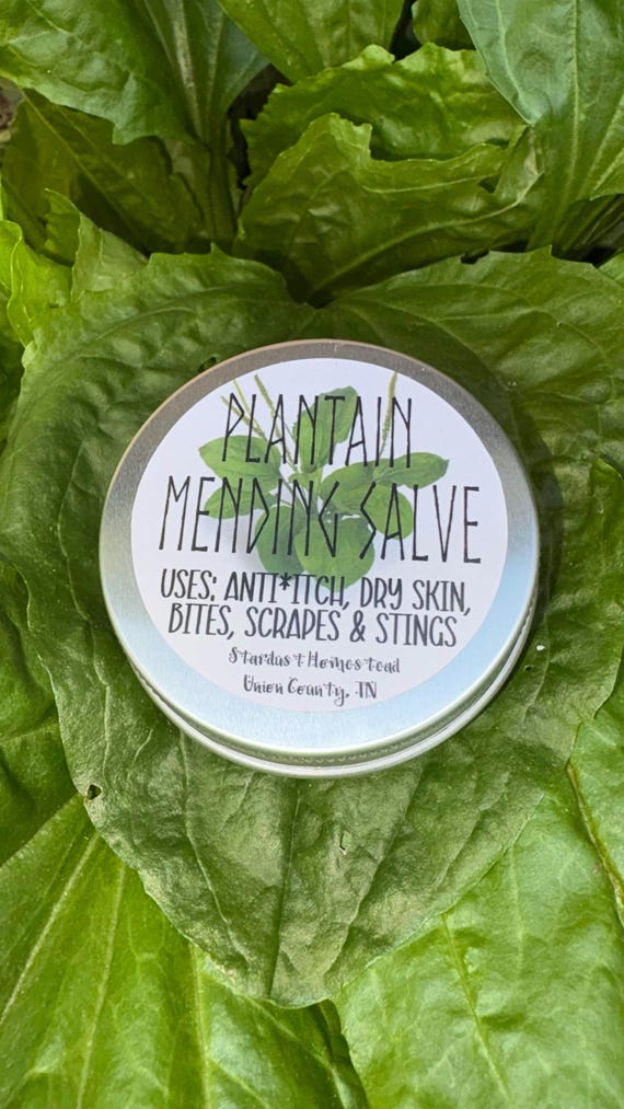 Plantain Mending Salve | 1oz