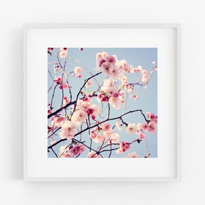 Pink cherry blossoms spring floral botanical photograph