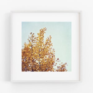 Autumn gold ginkgo tree yellow leaves fall autumn photograph