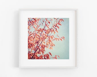 Red leaves tree fall autumn photograph