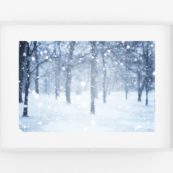 Winter trees snowfall photograph