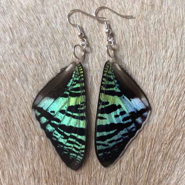 Real LAMINATED Butterfly Wings / Sunset Moth / Specimen Jewelry / Taxidermy Jewelry / Real Moth / Insect Wings / Geekery / Entomology